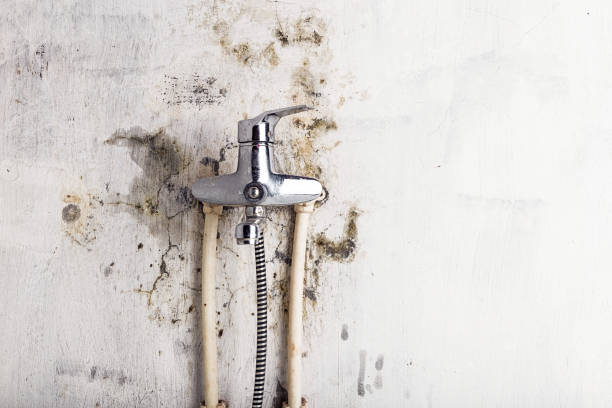 Best Mold Damage Repair  in Bull Mountain, OR