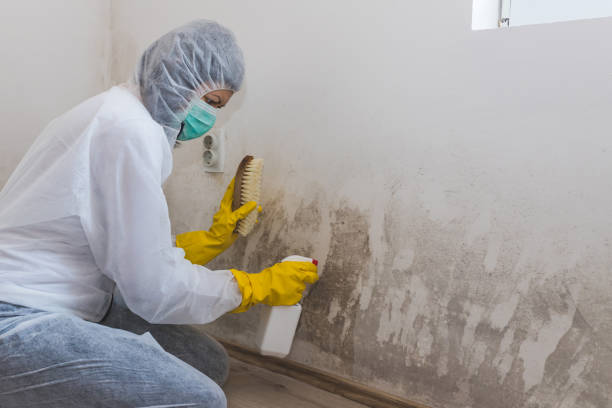 Best Certified Mold Removal  in Bull Mountain, OR