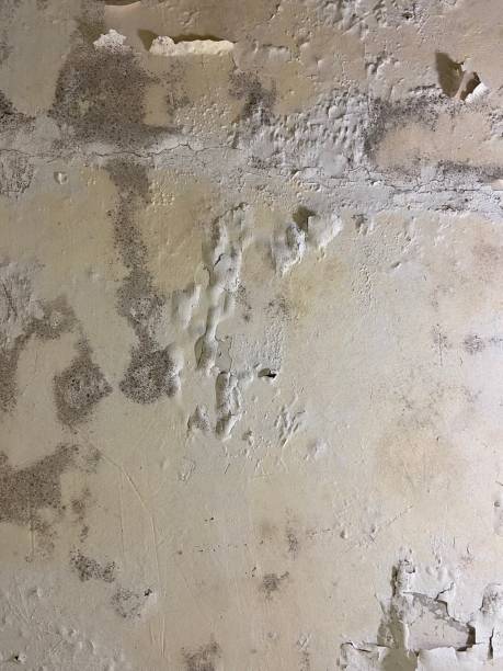 Best Commercial Mold Removal  in Bull Mountain, OR