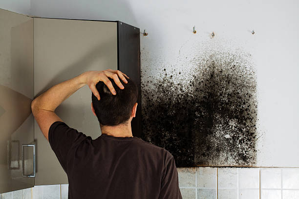 Attic Mold Removal in Bull Mountain, OR
