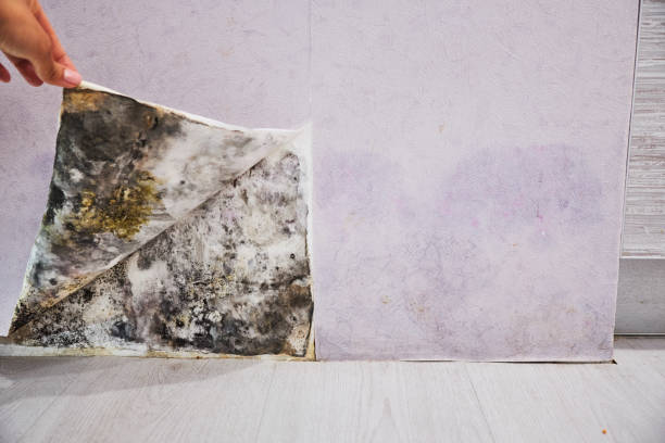 Best Home Mold Removal  in Bull Mountain, OR